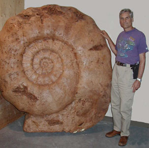 big ammonite